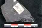 Foto (Detailansicht) von Quercus pachyphylla Ettingshausen (NHMW-GEO-2024-0188-10274)